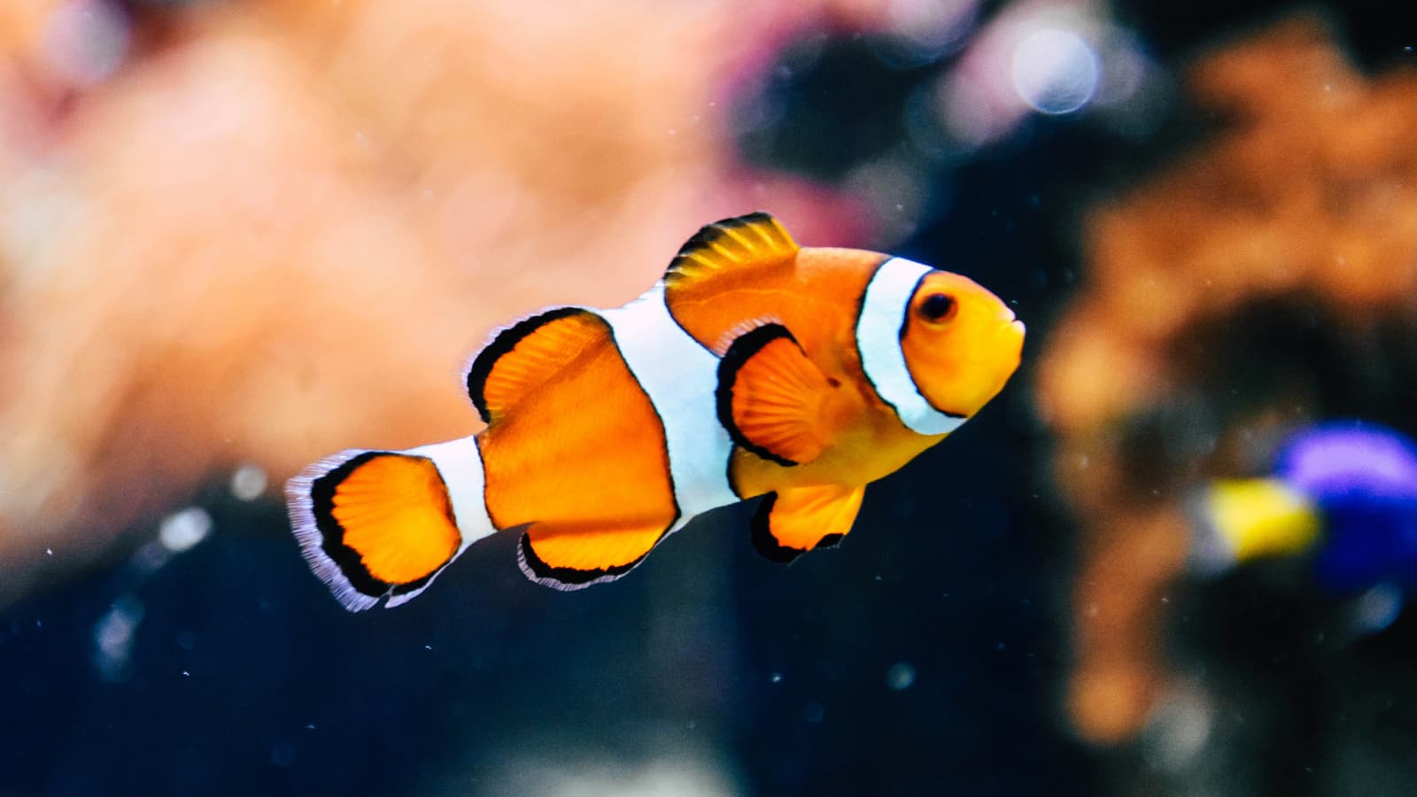 SEA LIFE Benalmádena